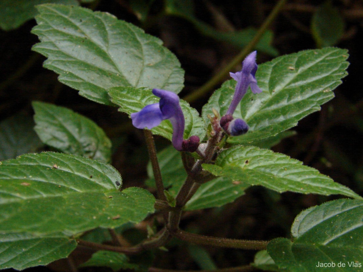 Scutellaria robusta Benth.